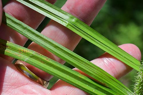 Carex_frankii_leaves.jpg