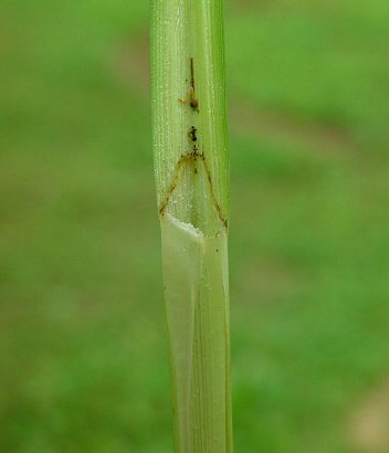 Carex_frankii_ligule.jpg