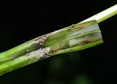 Carex_frankii_ligule2.jpg