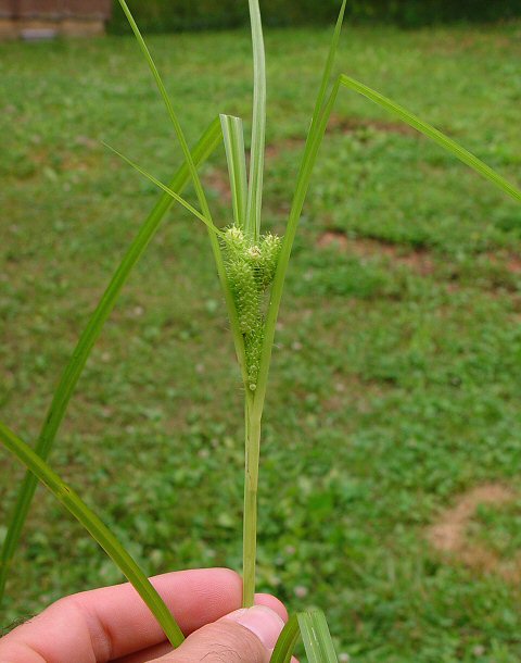 Carex_frankii_plant.jpg