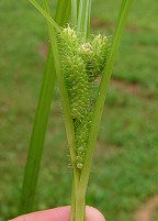 Carex frankii thumbnail