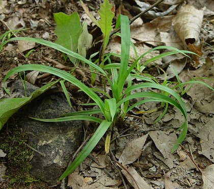 Carex_glaucodea_base_insitu.jpg