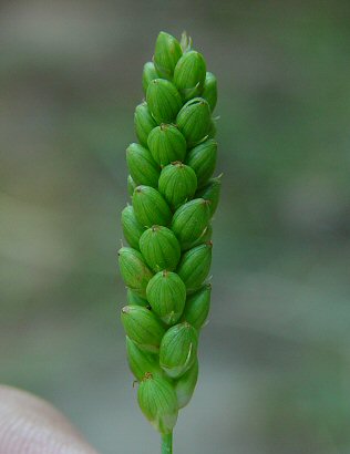 Carex_glaucodea_fruits.jpg