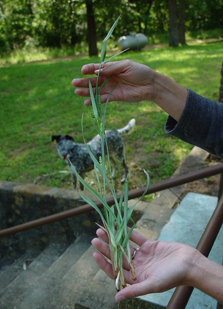 Carex_glaucodea_plant.jpg