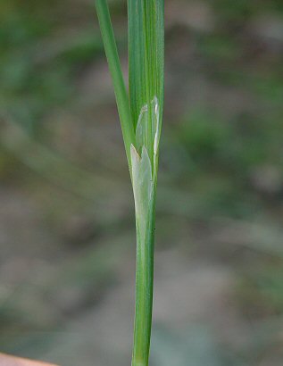 Carex_glaucodea_sheath.jpg