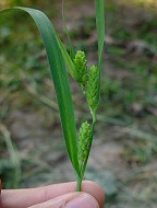 Carex glaucodea thumbnail