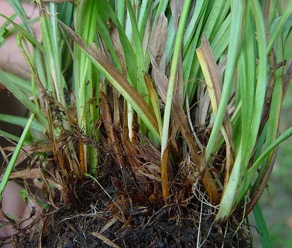 Carex_granularis_base.jpg