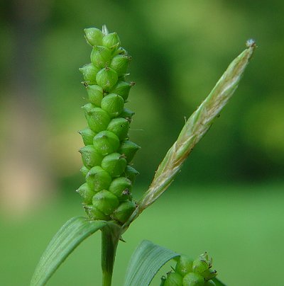 Carex_granularis_fruits.jpg