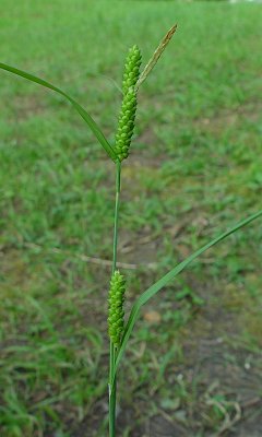 Carex_granularis_inflorescence.jpg
