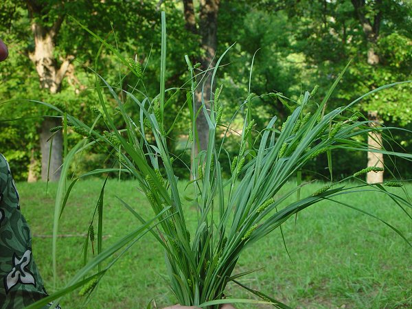 Carex_granularis_plant.jpg