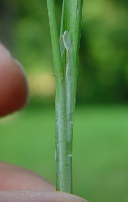 Carex_granularis_sheath.jpg