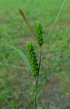 Carex granularis thumbnail