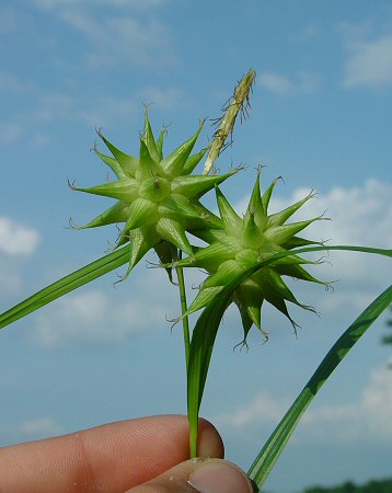 Carex_grayi_inflorescence.jpg