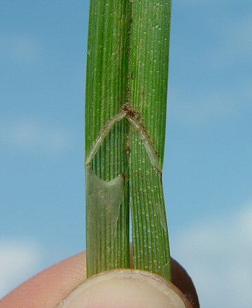 Carex_grayi_ligule.jpg