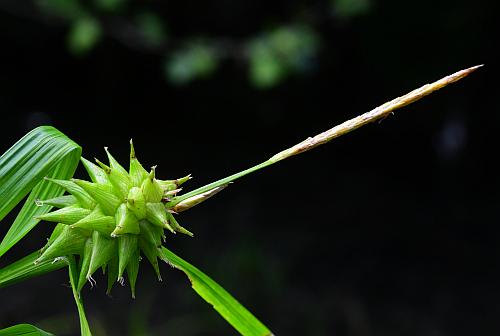 Carex_grayi_spikes.jpg