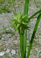 Carex grayi thumbnail