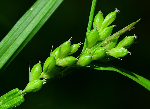 Carex_grisea_inflorescence.jpg