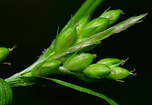 Carex_grisea_inflorescence2.jpg