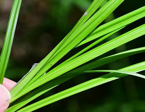 Carex_grisea_leaves.jpg