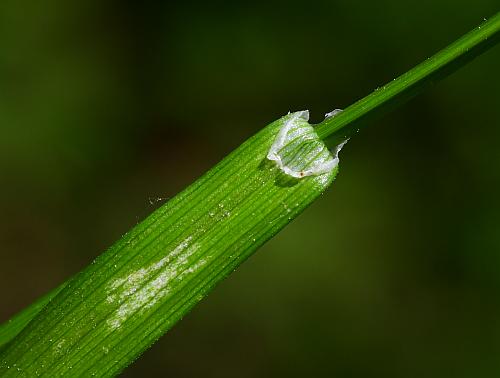 Carex_grisea_ligule.jpg