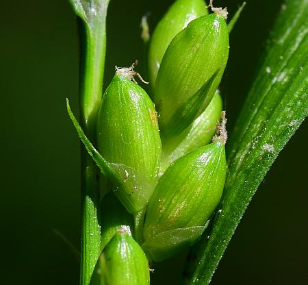 Carex_grisea_perigynia.jpg