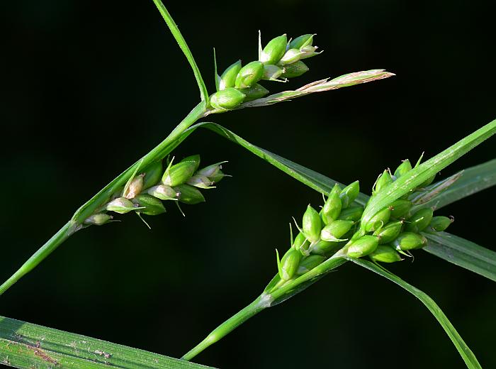 Carex_grisea_plant.jpg