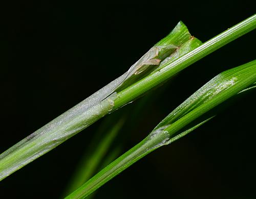 Carex_grisea_sheaths.jpg