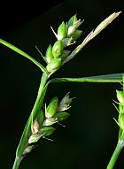 Carex grisea thumbnail