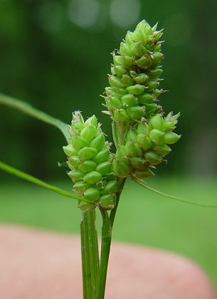 Carex_hirsutella_fruits.jpg