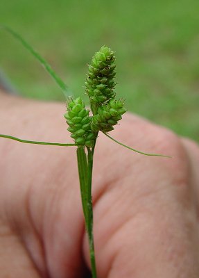 Carex_hirsutella_inflorescence.jpg