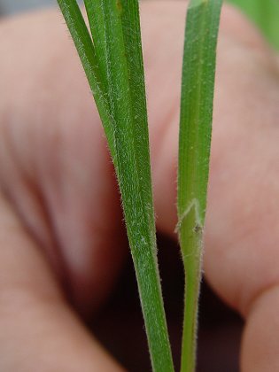 Carex_hirsutella_leaf.jpg