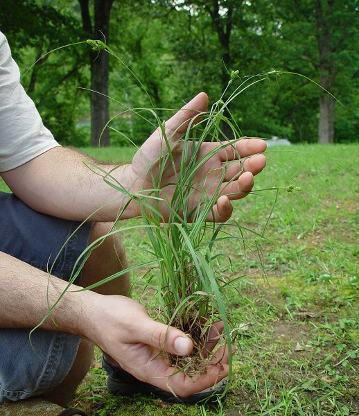 Carex_hirsutella_plant.jpg