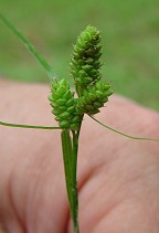 Carex hirsutella thumbnail