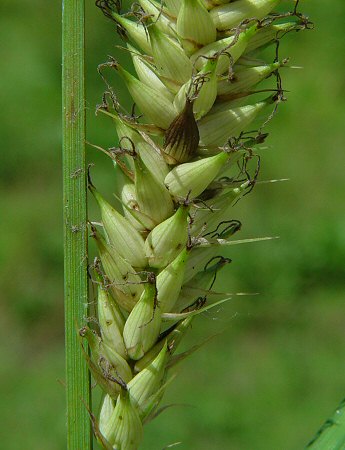 Carex_hyalinolepis_fruits.jpg