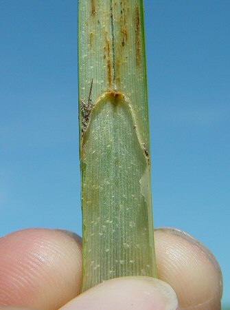 Carex_hyalinolepis_ligule.jpg