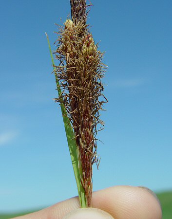 Carex_hyalinolepis_staminate_flowers.jpg