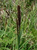 Carex hyalinolepis thumbnail