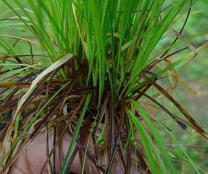 Carex_jamesii_base.jpg