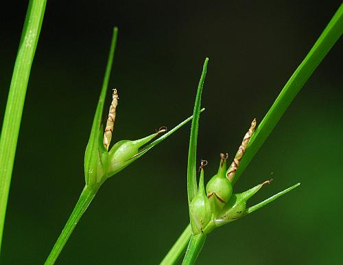 Carex_jamesii_inflorescences.jpg