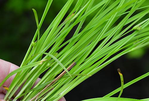 Carex_jamesii_leaves.jpg