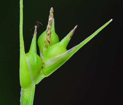 Carex_jamesii_perigynia.jpg