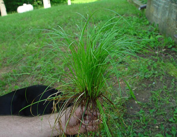 Carex_jamesii_plant.jpg