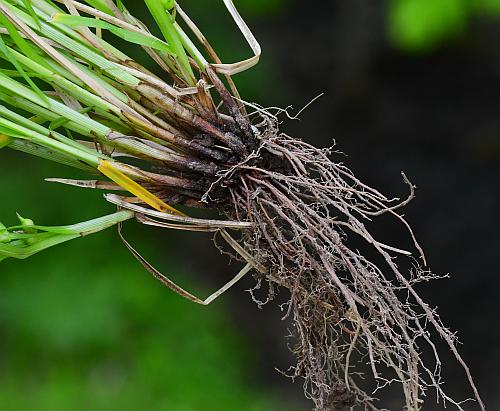 Carex_jamesii_roots.jpg