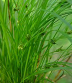 Carex jamesii thumbnail