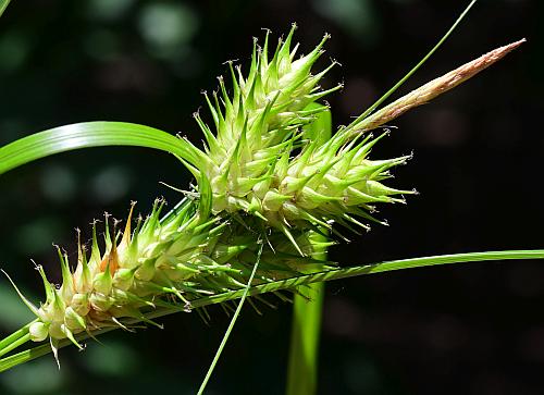 Carex_lupulina_inflorescence.jpg