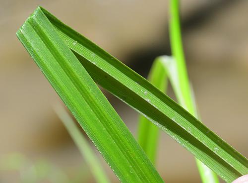 Carex_lupulina_leaf.jpg