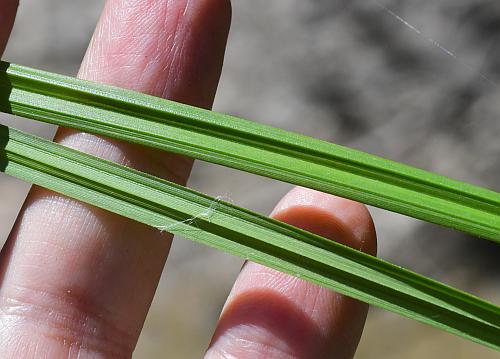 Carex_lupulina_leaves.jpg