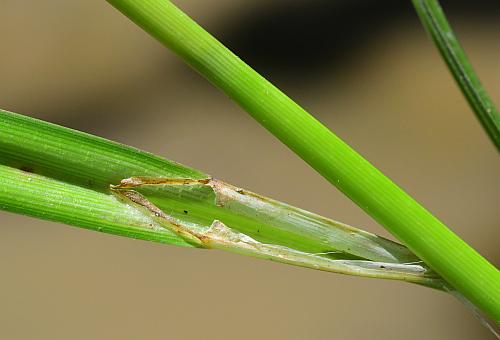 Carex_lupulina_ligule.jpg