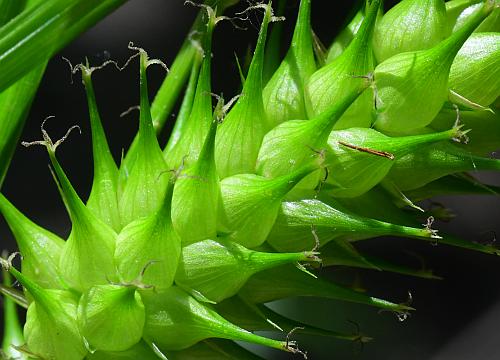 Carex_lupulina_perigynia.jpg