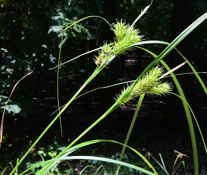 Carex_lupulina_plant.jpg